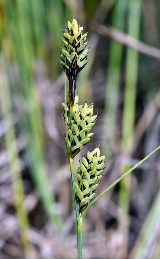 Carex buxbaumii (фото Ђ. Милановић)