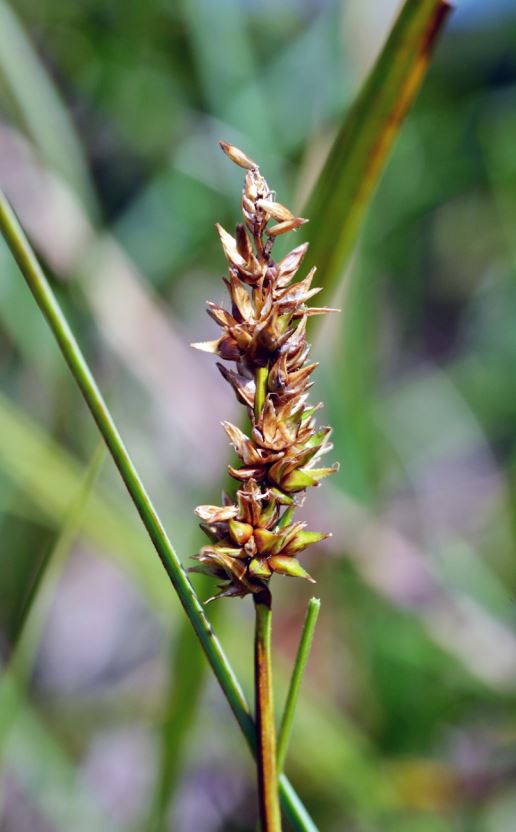 Carex diandra (foto Đ. Milanović)