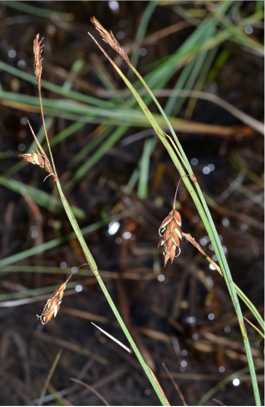 Carex limosa na Gornjim barama (foto Đ. Milanović)