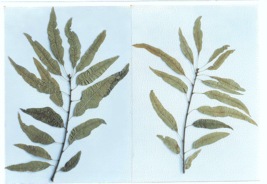 Нова форма китњака Quercus petraea f. salicifolia Brujic (фото: Ј. Брујић)